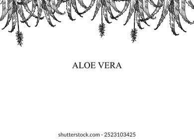 Hand drawn background template with engraved medicinal plants Aloe Vera for text. Vector  illustration of stem with flower, leaves of succulent aloe for design, card, logo. Medicine, food, cosmetic 