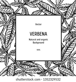 Hand drawn background with verbena. Sketch of plant. Herbal vintage figure. Linear graphic design. Black and white image. Vector layout design for packaging