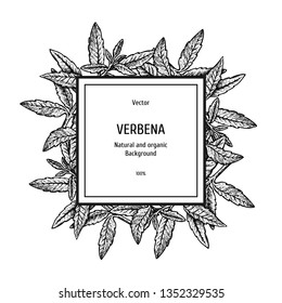 Hand drawn background with verbena. Sketch of plant. Herbal vintage figure. Linear graphic design. Black and white image. Vector layout design for packaging