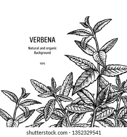 Hand drawn background with verbena. Sketch of plant. Herbal vintage figure. Linear graphic design. Black and white image. Vector layout design for packaging