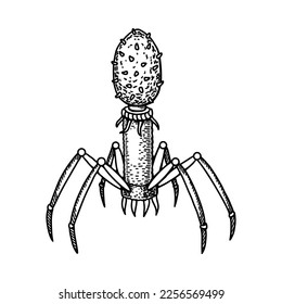 bacteriófago extraído a mano aislado sobre fondo blanco. Ilustración científica detallada y realista del vector en el estilo de esbozo