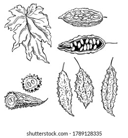  Hand drawn balsam pear, momordika, Bitter gourd, bitter melon, Balsam apple. 