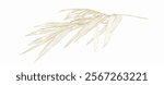Hand drawn bamboo branch on white background decorations in vintage style. Art abstract leaves template design.