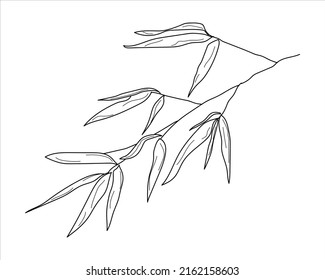 Hand drawn Bamboo plant. Bamboo plant tattoo, highly detailed illustration in line art style. Black and white sketch isolated on white background. Vector illustration