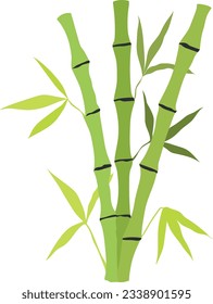 Hand drawn bamboo stem and leaves. Botanical illustration isolated on white background. Vector art