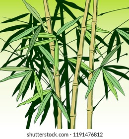 Hand drawn bamboo stems with leaves. Vintage engraving stylized drawing. Vector illustration