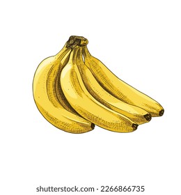 Hand drawn banana branch. Isolated sketch on white background. Vector illustration.