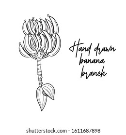 Hand drawn banana branch. Tropical fruits. Flower and fruit of a banana palm. Therapeutic nutrition, veggie, diet. Rainforest Jungle.1