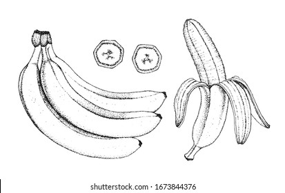 Hand Drawn Banana Fruit Isolated On White Background.