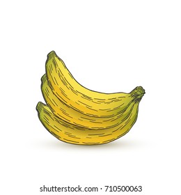 Hand Drawn Banana Fruits on White Background. Vector illustration