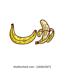 Hand drawn banana illustration. Colored doodle art. Vector concept