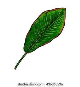 hand drawn banana leaf 