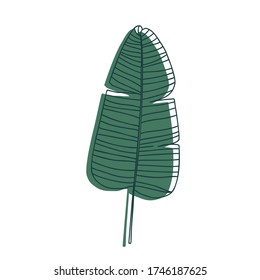 Hand drawn banana leaf, exotic tropical plant. Vector illustration