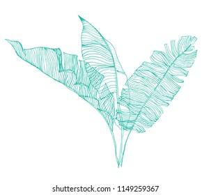 hand drawn banana leaves illustration