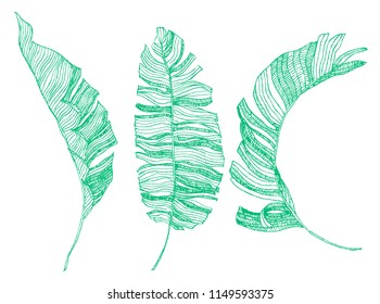 hand drawn banana leaves illustration. vector set.