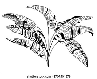 hand drawn banana leaves illustration. vector banana tree drawing.