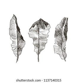 Hand drawn banana leaves of tropical plants. Vintage floral set isolated on white background. High detailed botanical illustration