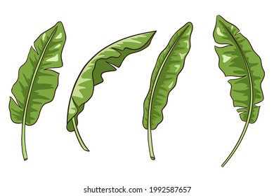Hand Drawn Banana Leaves Vector Isolated Elements Collection. Banana jungle leaves set. Tropical botany elements for logo, cosmetics, spa, emblems, stickers and prints, beauty care products