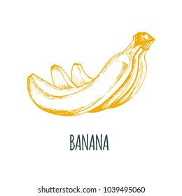 Hand drawn banana on white background. Vector illustration of fruit. Vegetarian food sketch. Farm market product.