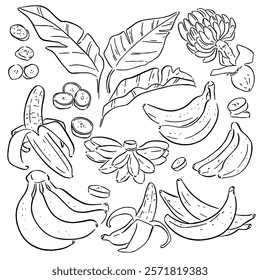 Hand drawn banana set. Simple drawing of whole, peeled bananas, sliced, chopped, banana leaf, bunch of banana