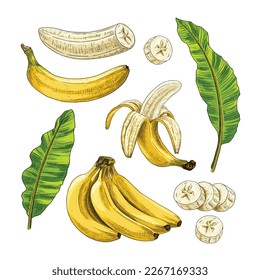 Hand drawn banana. Set sketches with banana branch, peeled, cut slices and banana tree leaves. Vector illustration isolated on white background.