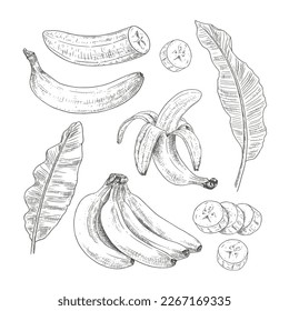 Hand drawn banana. Set sketches with banana branch, peeled, cut slices and banana tree leaves. Vector illustration isolated on white background.