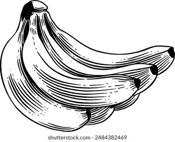 Hand drawn Banana Sketch Illustration