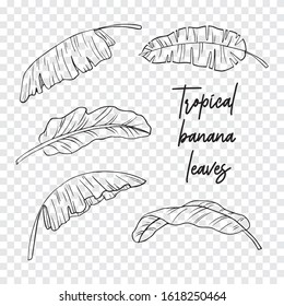 Hand drawn banana tropical leaves on a transparent background. Exotic jungle. A great set for creating personal brushes, tropical backgrounds and patterns. Banana palm tree
