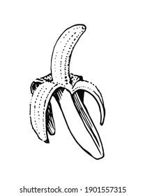Hand drawn banana. Vector illustration. Black and white image of fruit