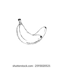 Hand drawn banana vintage illustration. Engraving style black and white on white backgrounds. Vector