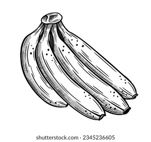 Hand drawn bananas sketch isolated on white background. Vector illustration