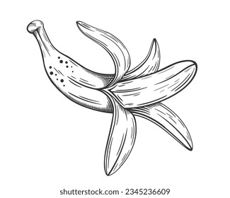 Hand drawn bananas sketch isolated on white background. Vector illustration