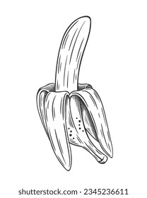 Hand drawn bananas sketch isolated on white background. Vector illustration