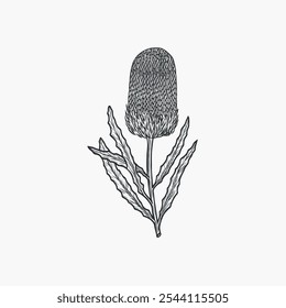 Dibujado a mano Banksia ilustración de la flor. Planta nativa australiana