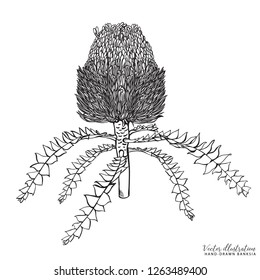 Hand Drawn Banksia Flower Vector Illustration