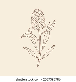 Hand Drawn Banksia Illustration. Sketch Australian Native Flower. 