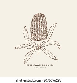 Dibujo manual de banksia. Esbozar flor nativa australiana