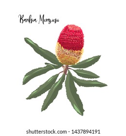 hand drawn banksia menziesii,australia native flower element isolated on white background