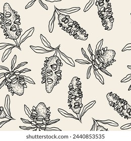 Hand drawn banksia seed pods background. Australian native plants