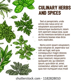 Hand drawn banner with culinary herbs and spices. Vector illustration for design menu, packaging, recipes, label, farm market products. Basil, Parsley, Rosemary, Bay, Thyme, Oregano