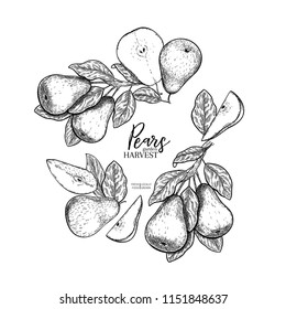 Hand drawn banner of pears. Summer harvest. Vector vintage engraved style. Autumn garden fruits and berries. Fall holiday flyer. Thanksgiving, farm festival, food market design.