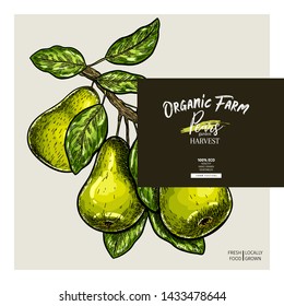 Hand drawn banner of pears. Summer harvest. Vector colored vintage engraved style. Autumn garden fruits and berries. Fall holiday flyer. Thanksgiving, farm festival, food market design
