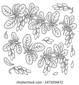 Hand drawn barberry. Set of objects. Cartoon vector abstract illustration.