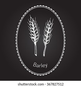 Hand drawn barley ears sketch. Vector illustration