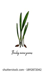 Hand drawn barley micro greens. Vector illustration in colored sketch style isolated on white background