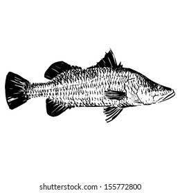 Hand Drawn Barramundi