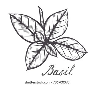 Hand drawn Basil fresh herb leaves plant vector illustration on white background.