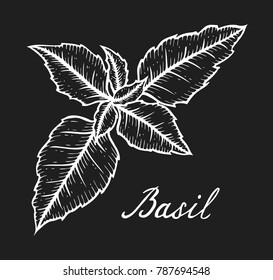 Hand drawn Basil fresh herb leaves plant vector illustration on black background. Engraving style.