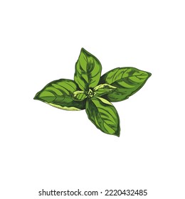 Hand drawn basil leaves, colored sketch vector illustration isolated on white background. Delicious basil herb with engraving texture. Fresh and organic plant.