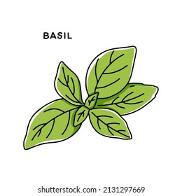 Hand drawn basil leaves. Edible greens for cooking, proper nutrition. Vector illustration in doodle style isolated on white background